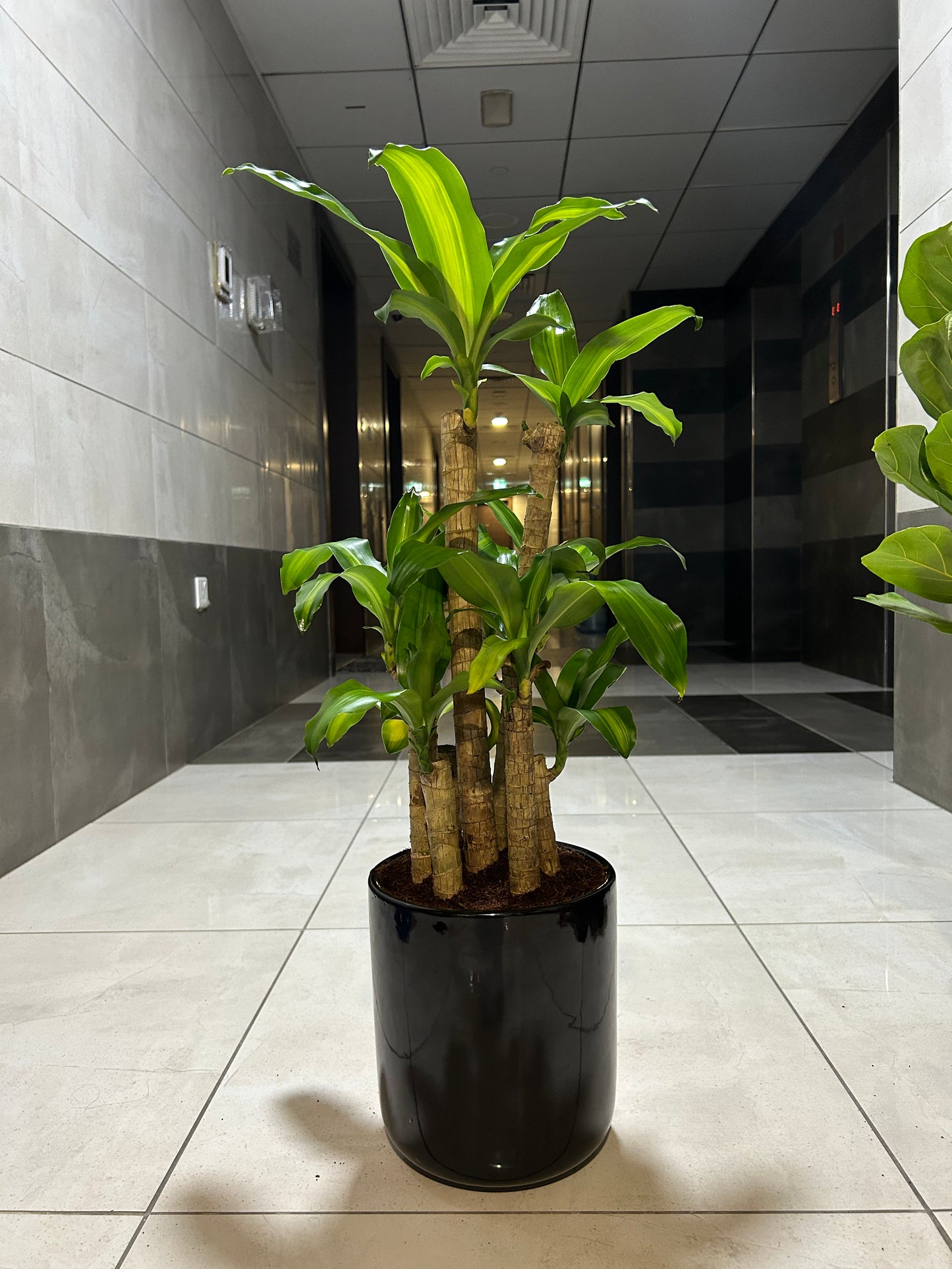 Fortune Plant Promo