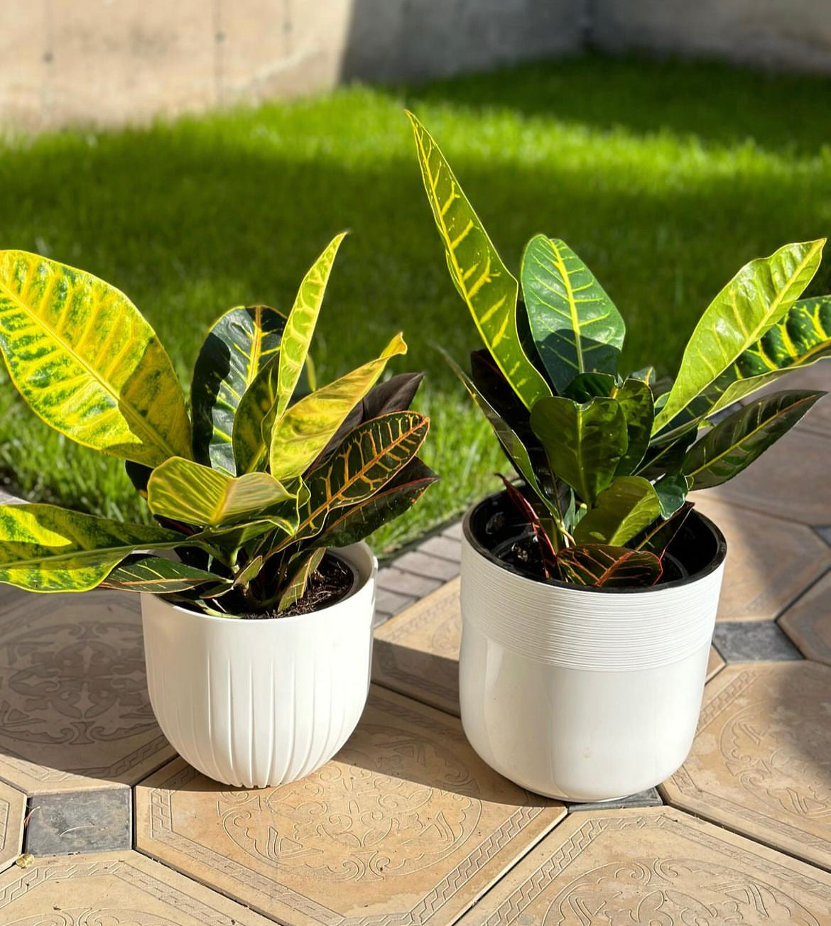 Indoor Croton Bundle 2pc Plants UAE.