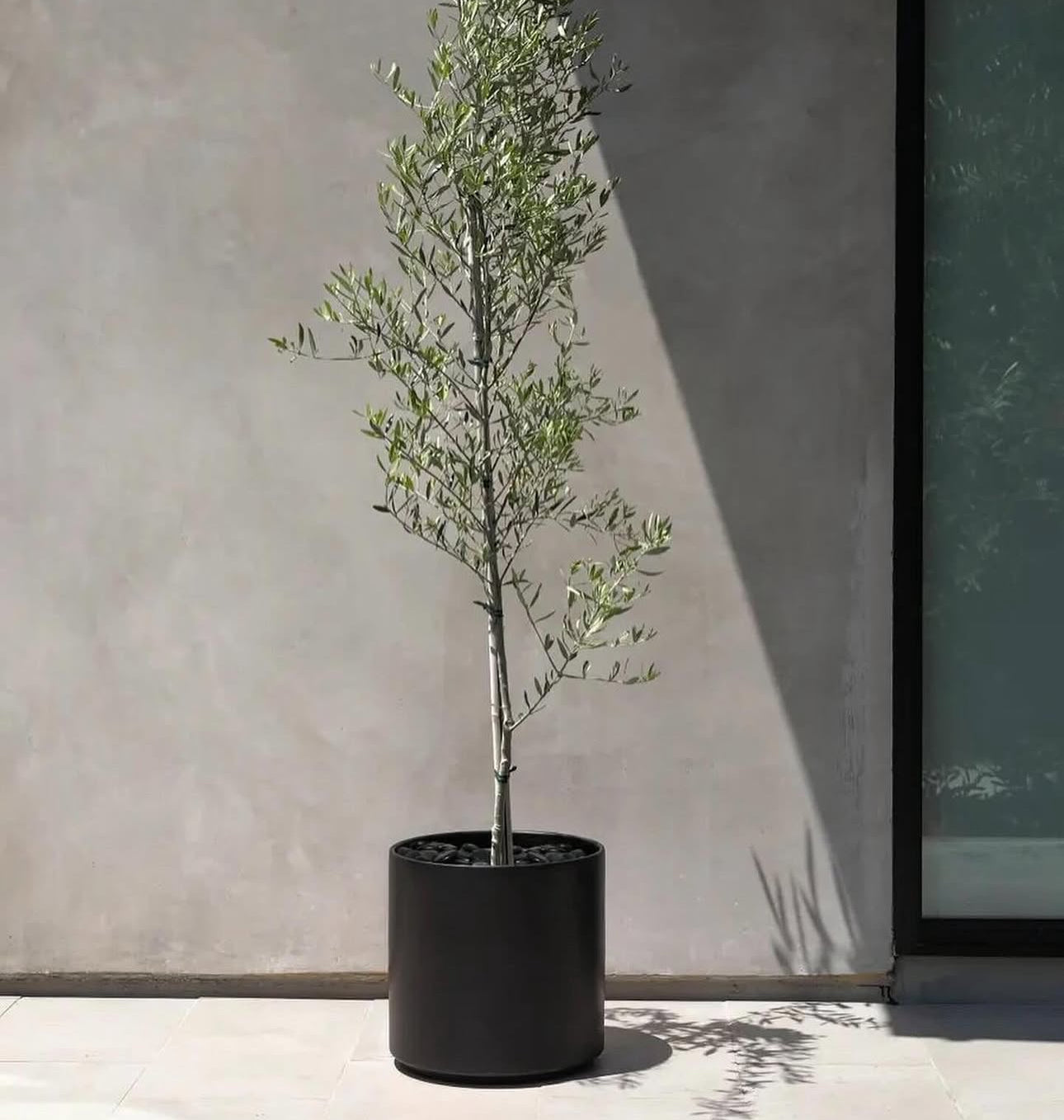 Indoor Olive Tree From Spain Premium Quality in Fiber 1.8m to 2m Plants UAE.