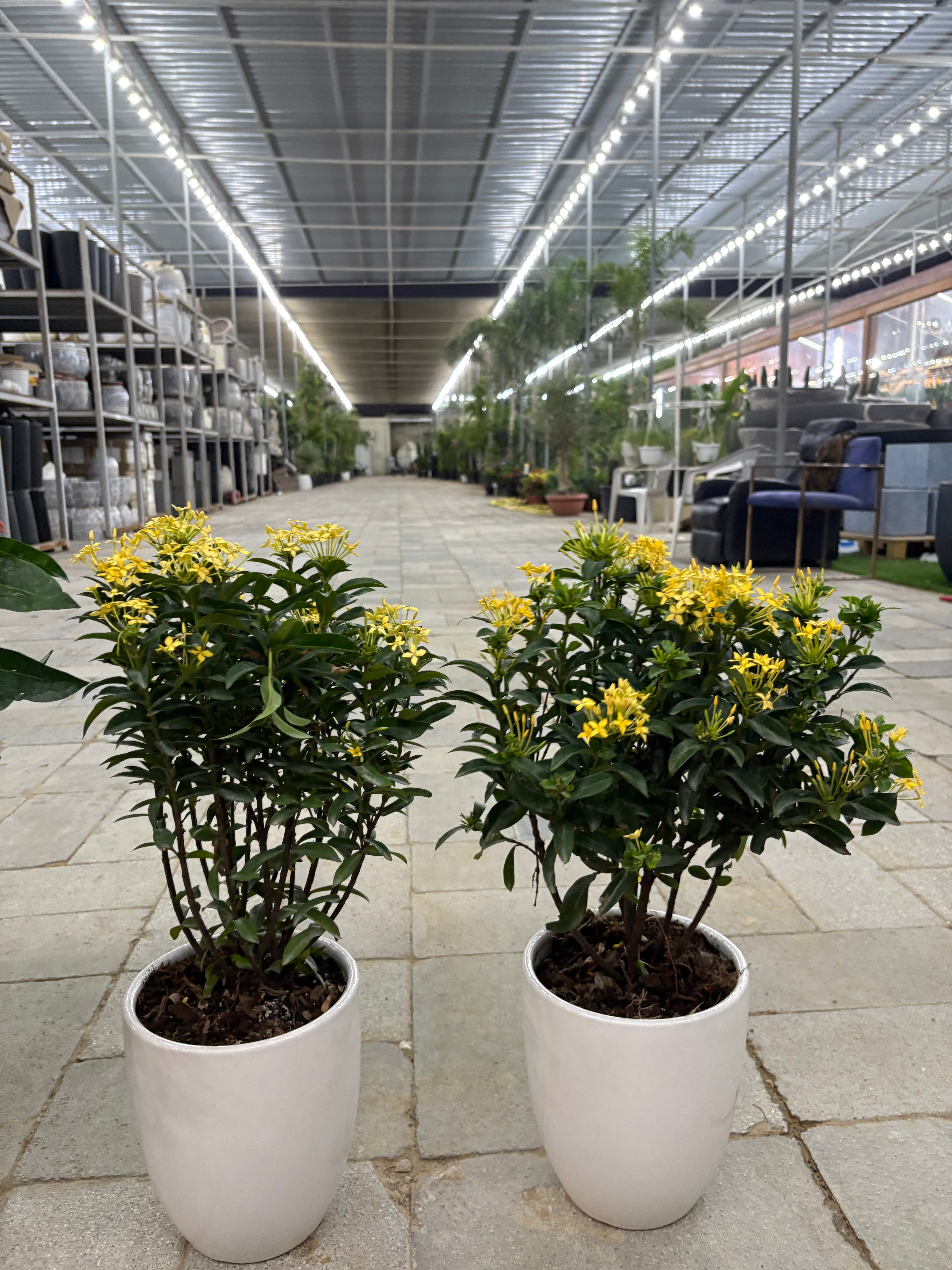 Ixora Bundle Summer Sale 2pc 199DH Indoor Plants UAE