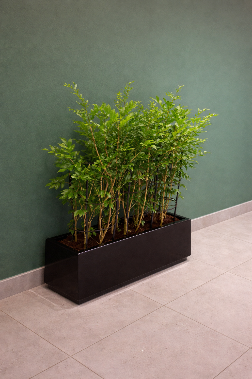 Jasmine in Rectangle Fiber Good Smelling Outdoor Privacy Plant. Green bush in a black rectangular planter against a green wall.