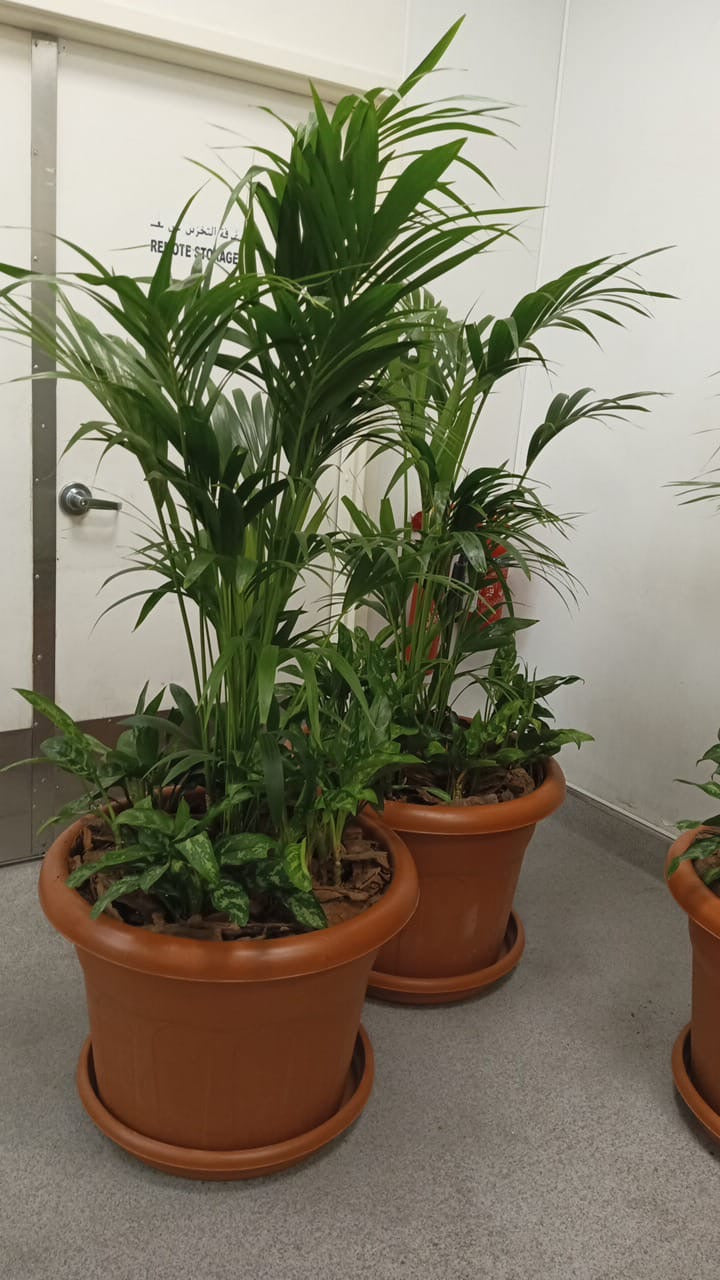 Kentia Palm Large with packed with fern 2Pots Bundle Plants UAE.