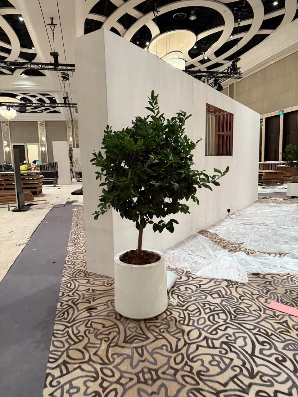 Potted plant in a modern indoor setting with a geometric ceiling design. Lemon Tree XL Premium