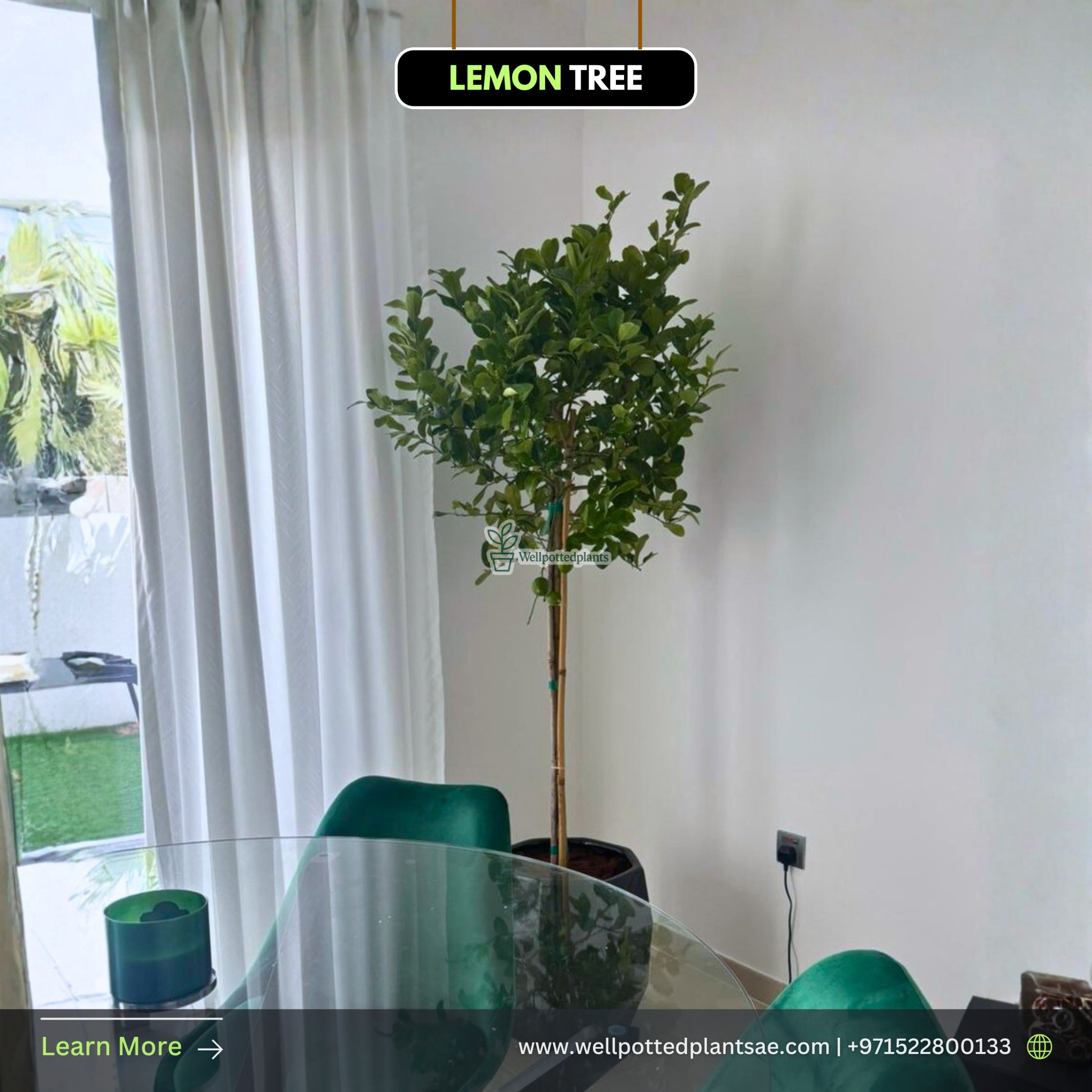 Lemon Tree in Ceramic Pot Plants UAE.