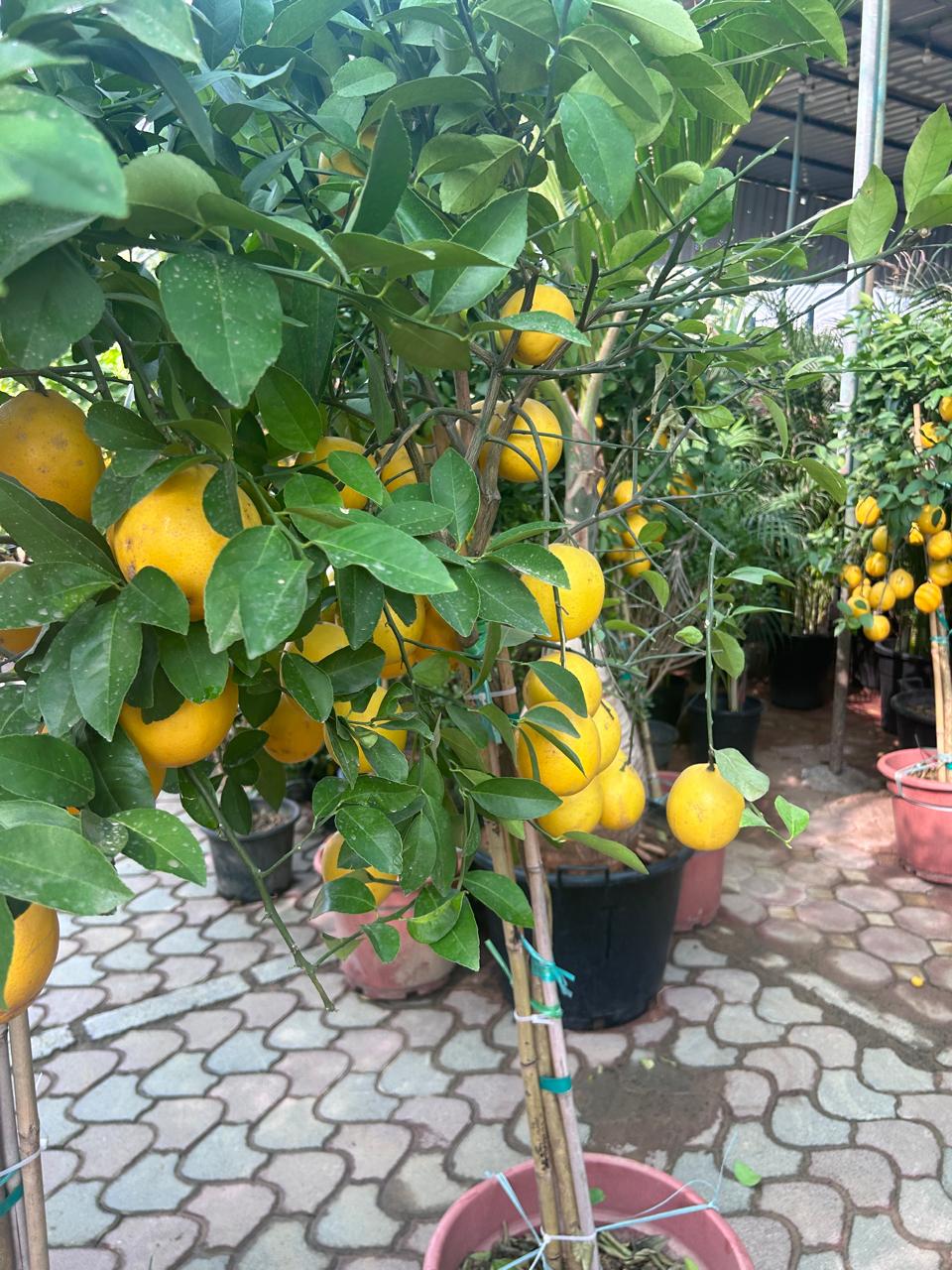 Lemon yellow in Nursery Big Outdoor Plants UAE