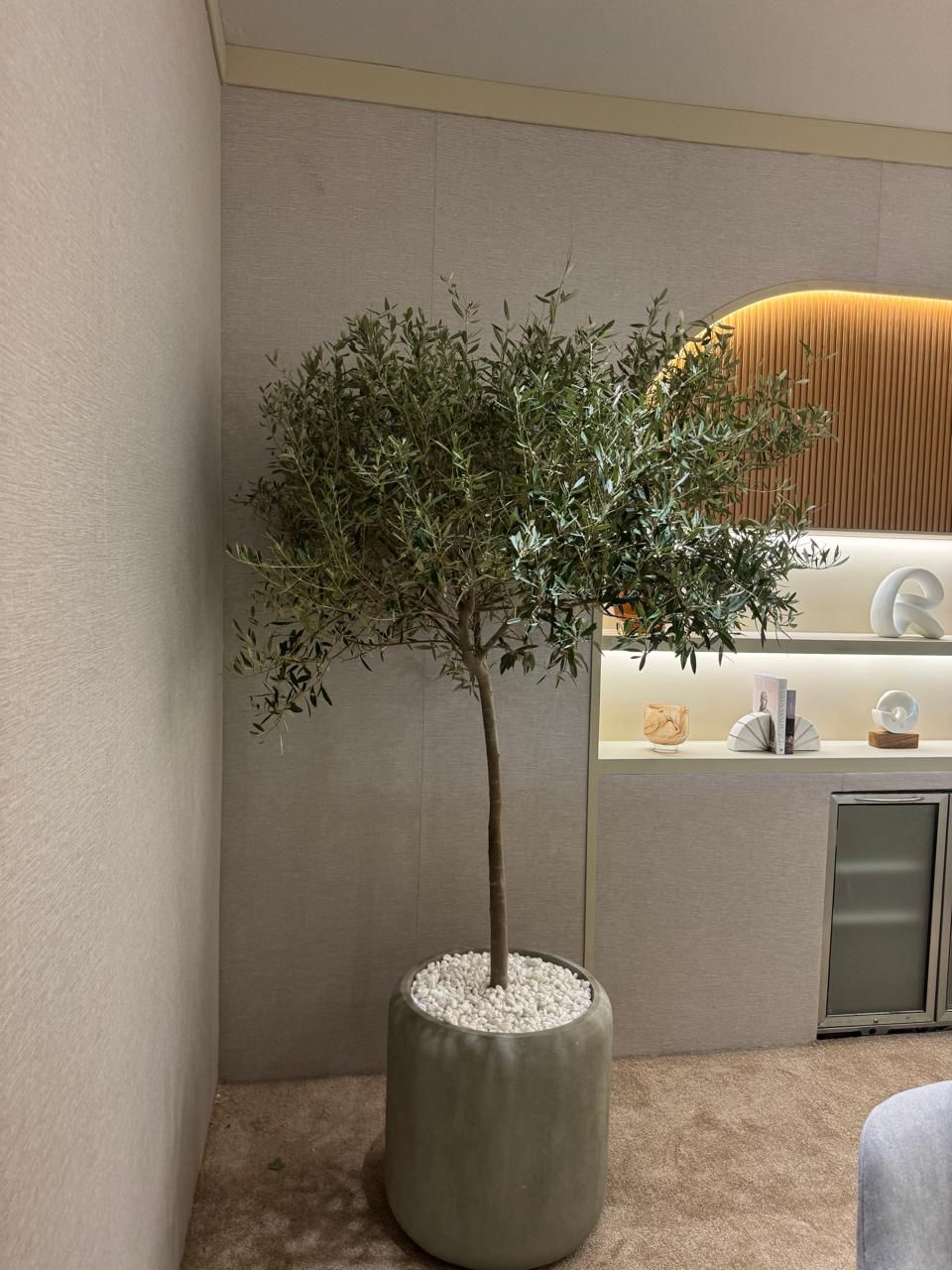 Low maintenance long living olive tree.