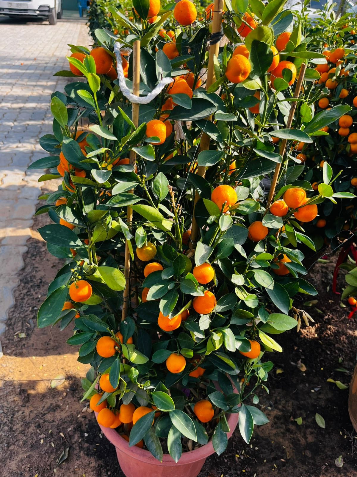 Mandarin Big Fruit Tree in Nursery Pot Plants UAE