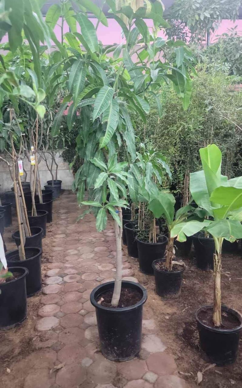 Mango Tree Fully Grown Large Plants UAE.