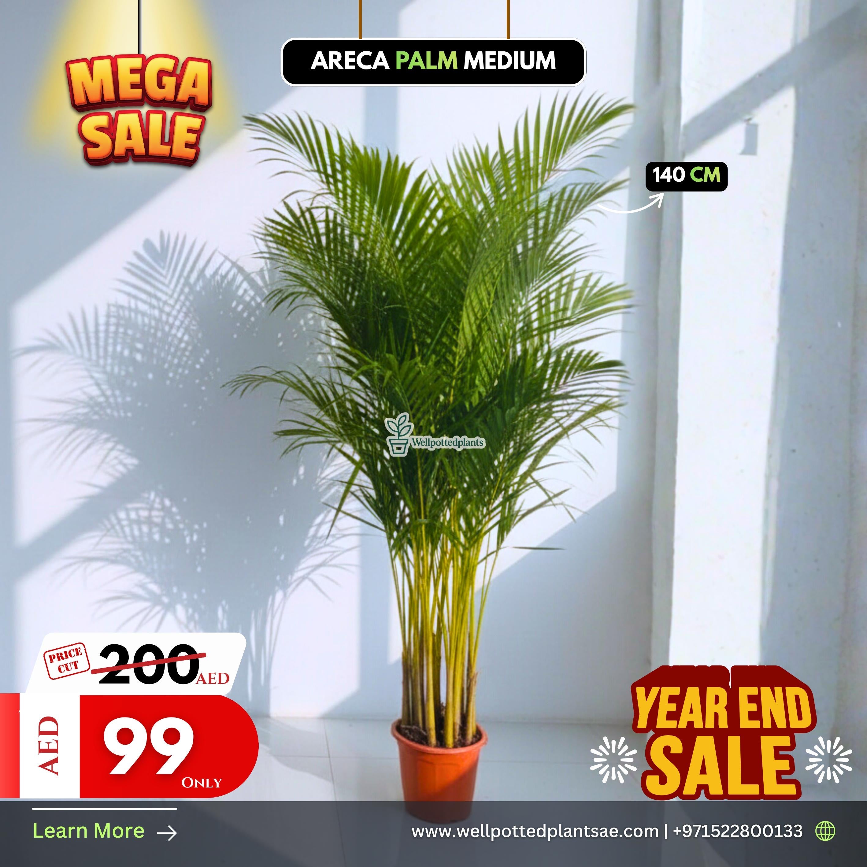 Mega Sale Areca Palm 140cm Plants UAE. Areca palm plant with promotional text for sale on a white background