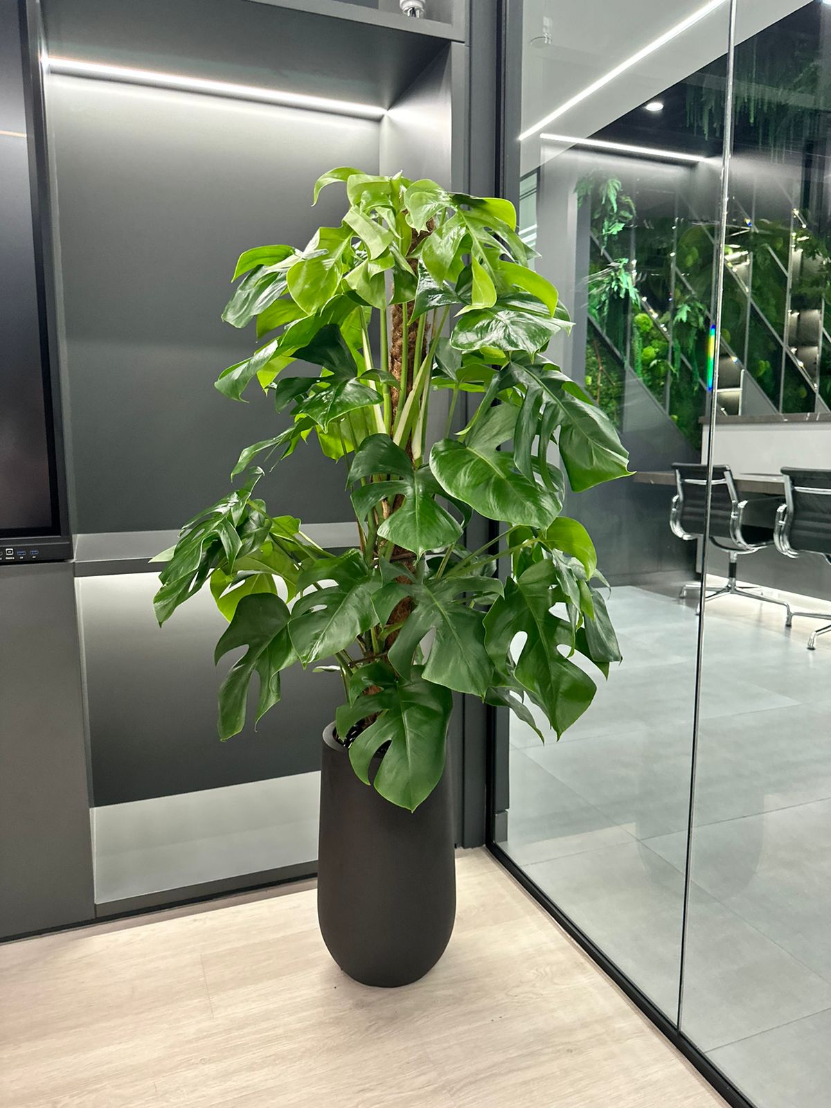 Monstera in Fiber Matte Plants UAE.