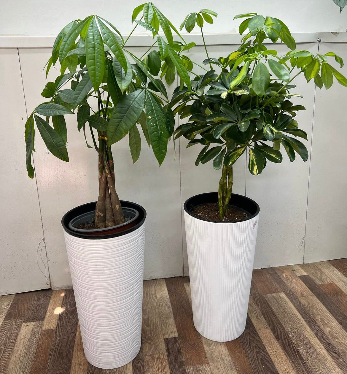 Office Pachira Scheflera Premium Bundle 2pc Plants UAE.
