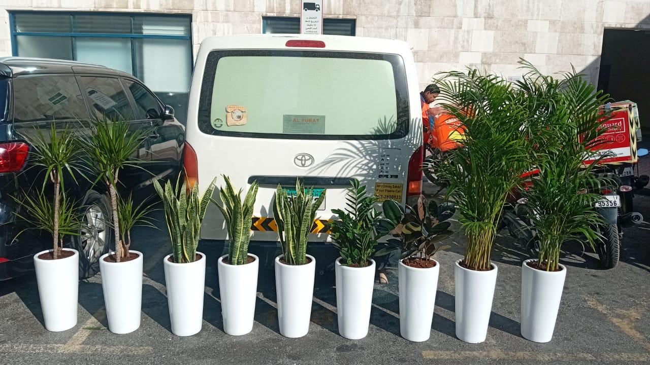 Office Plants Bundle 9pc Medium Sized Cheap Plants UAE.