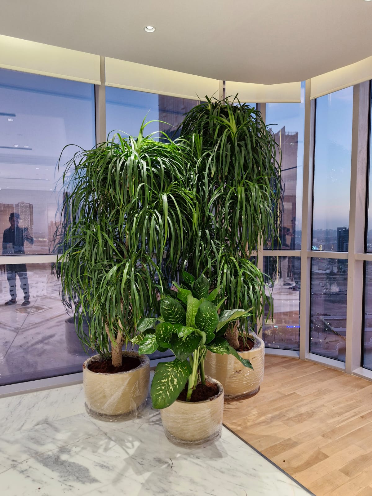 Indoor plants in pots on a marble floor with large windows in the Office Plants Bundle Premium background.