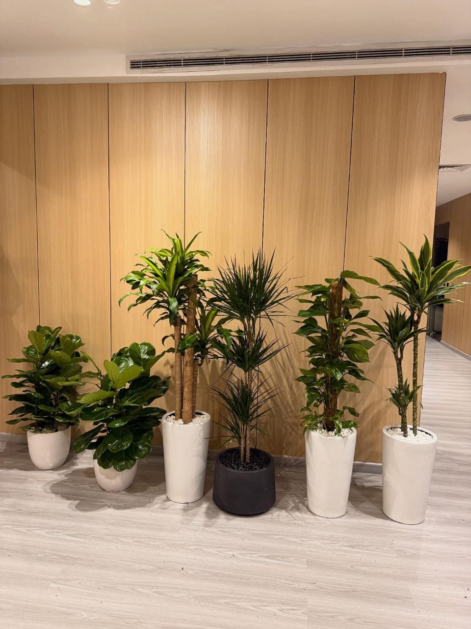 Office Plants Bundle Premium 6pc Plants UAE.