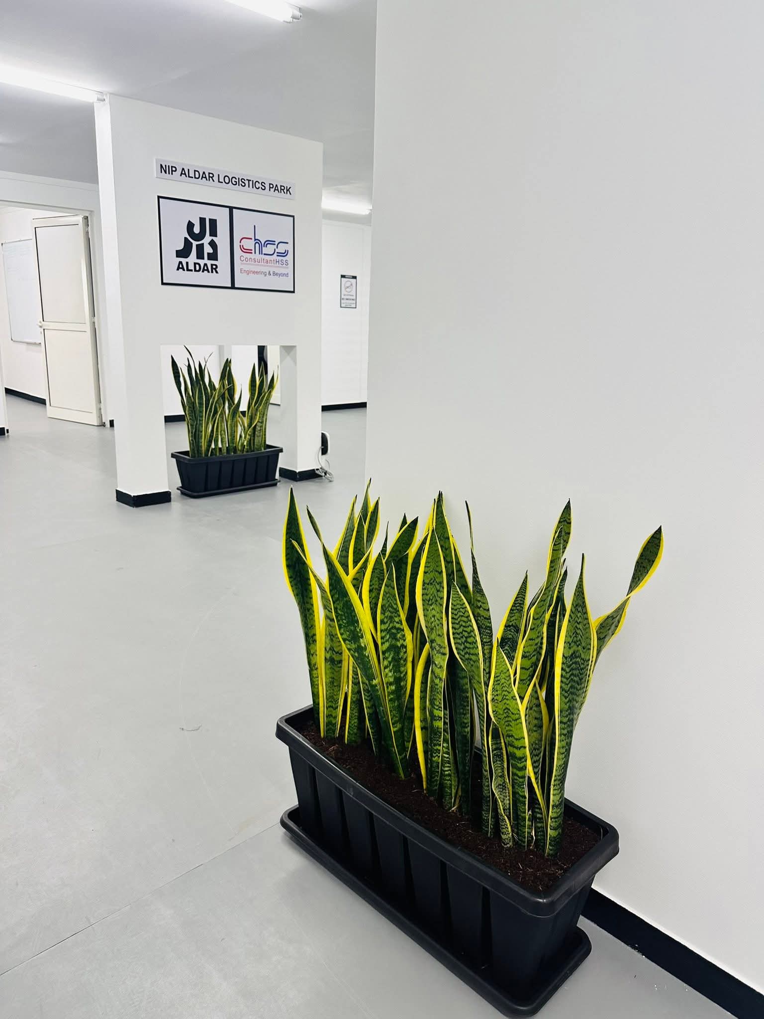 Office Plants Snakeplant in Plastic Rectangle Pot Indoor Plants UAE
