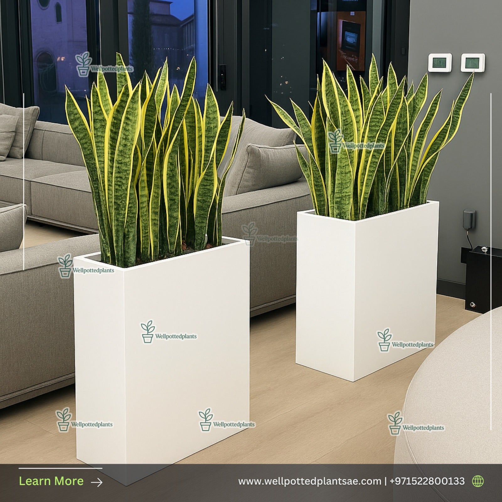 Office Snake Plant Bundle (2 Pieces) in White Fiber Pots Indoor Plants UAE
