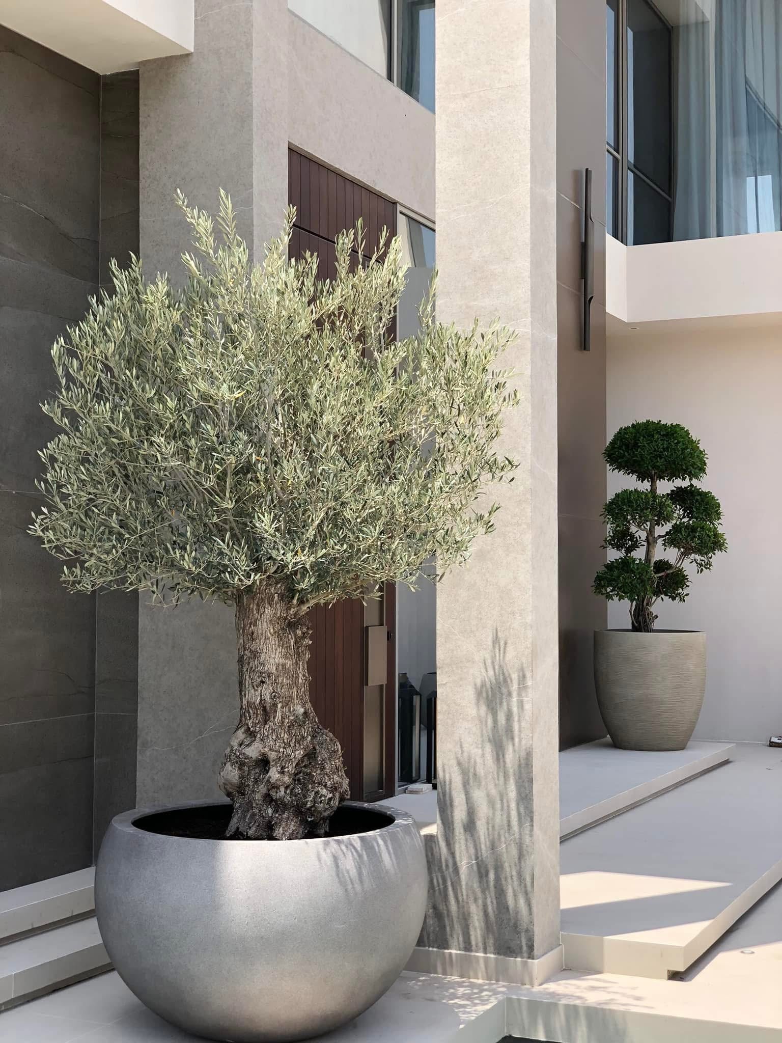 Olive 30 year Old Super Large in Beige Plants UAE.