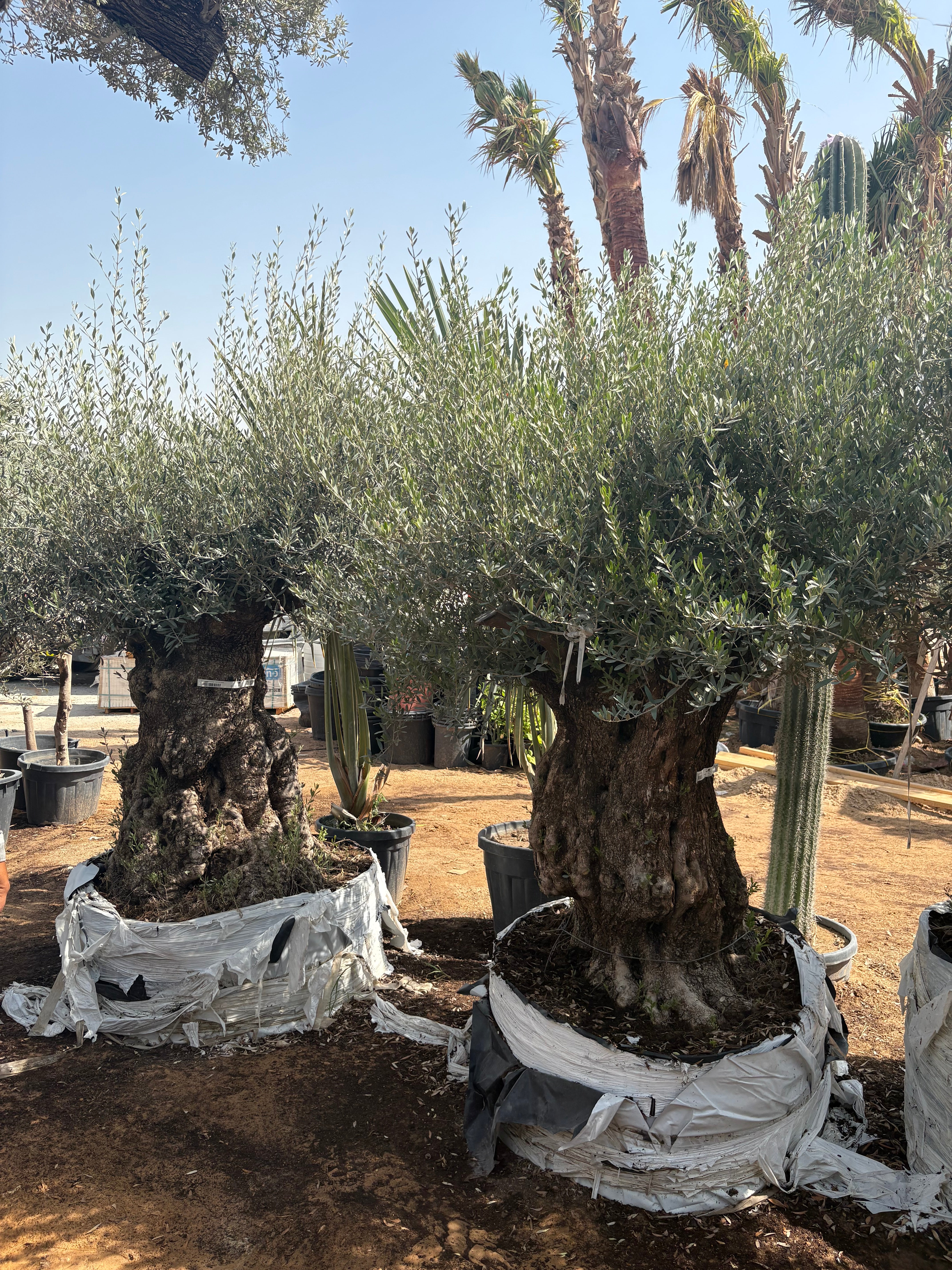Olive Bonsai 50 yr old 2.2m to 2.5m Outdoor Plants UAE.