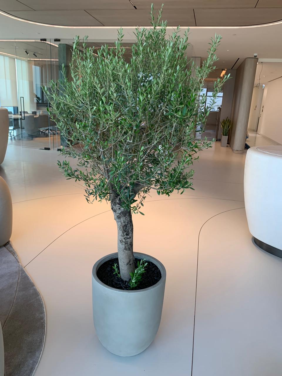 Olive Tree 2m 15-20 yr old Clearance Sale Plants UAE