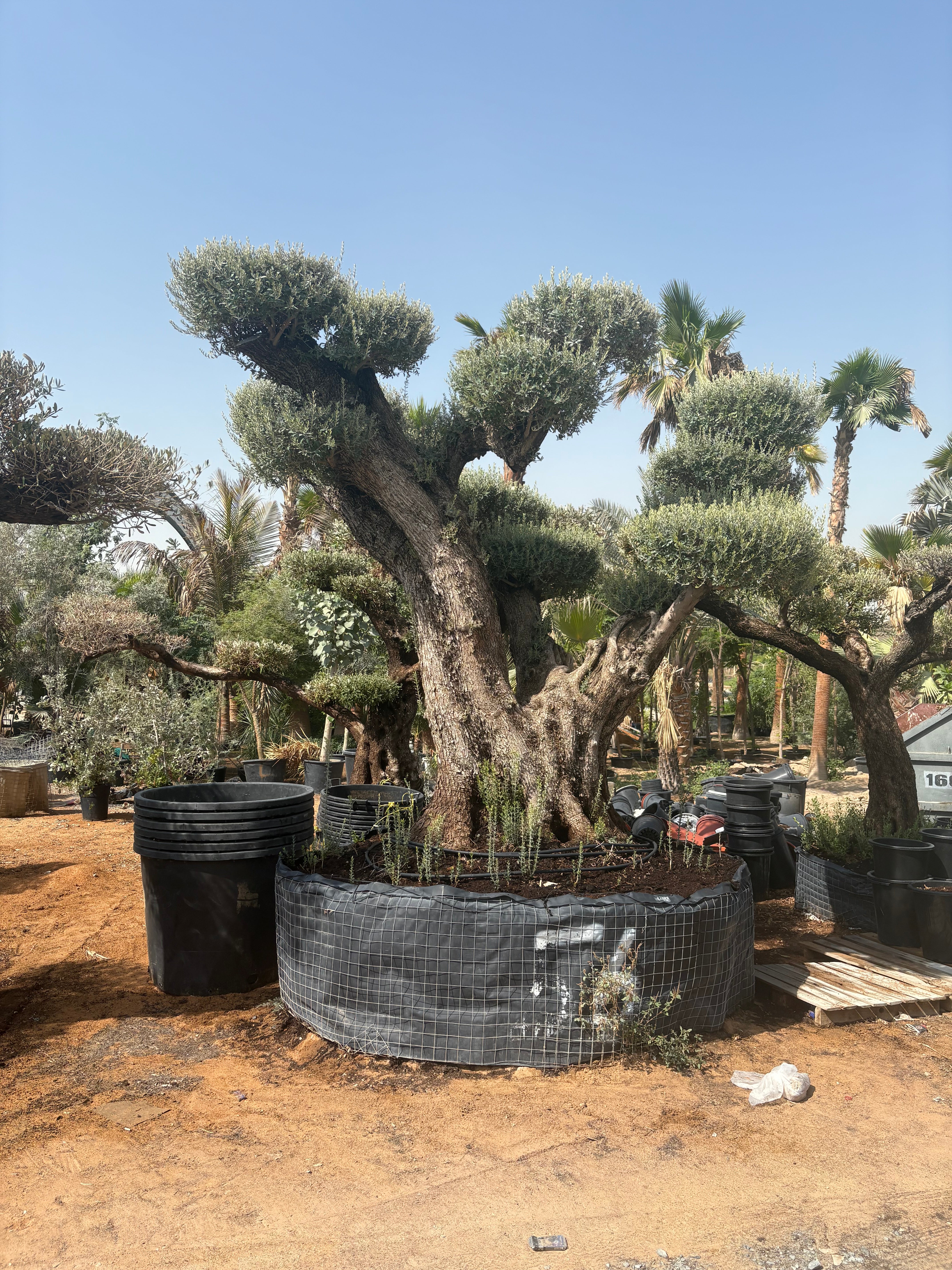 Olive Tree Bonsai 80 yr old Multiple Trunk Outdoor Plants Dubai.