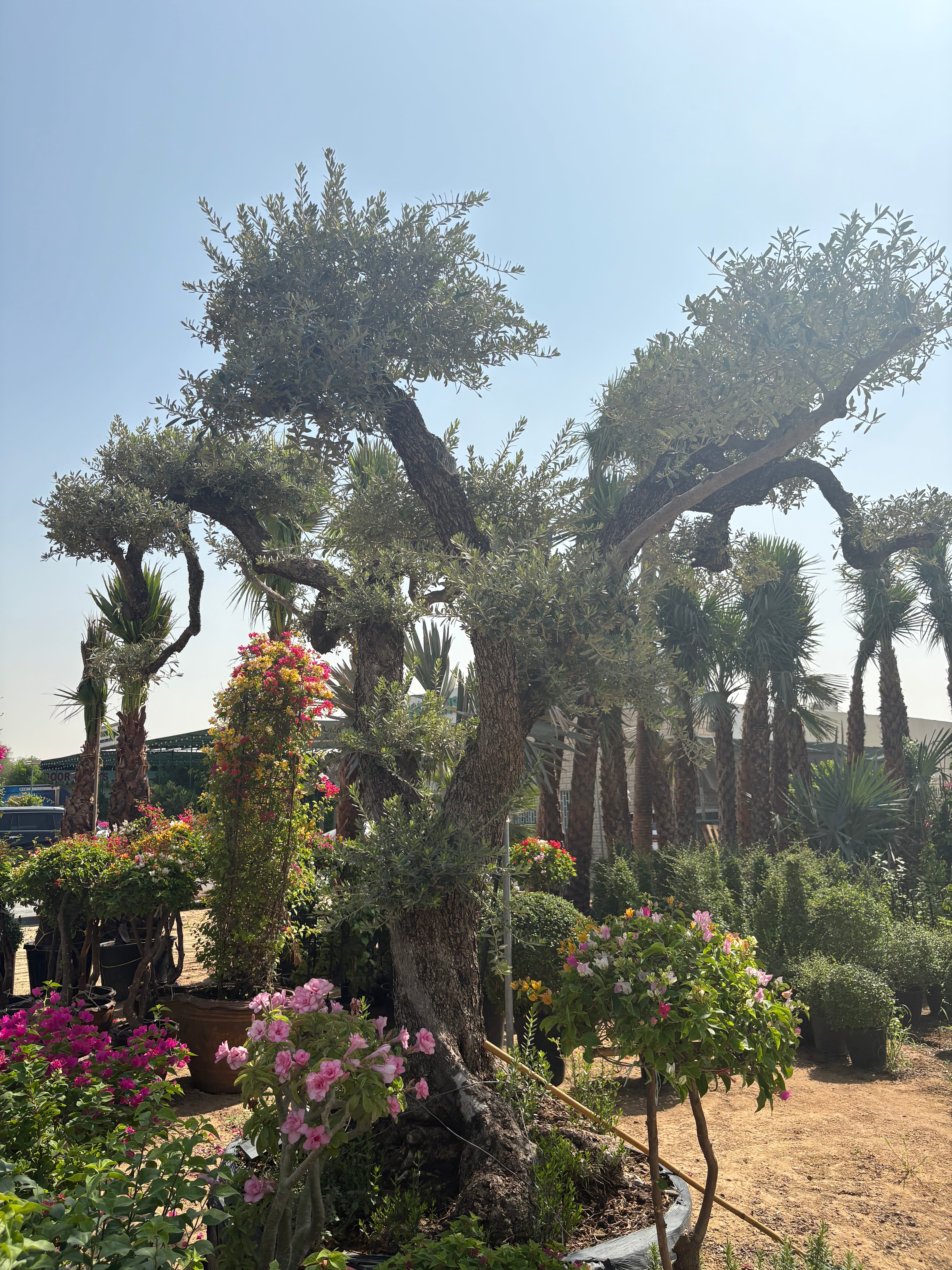 Olive Tree Bonsai 70 yr old Outdoor Plants UAE.