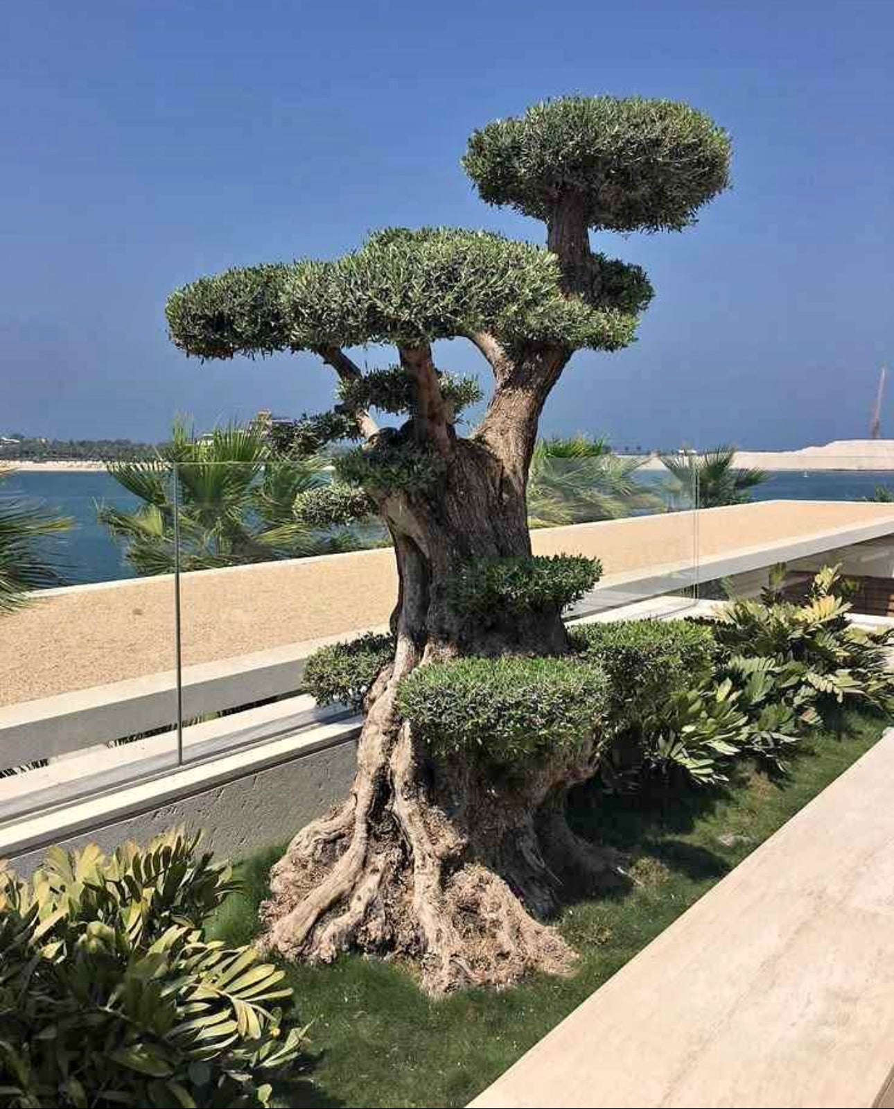 Olive Tree Bonsai Outdoor Plants UAE.