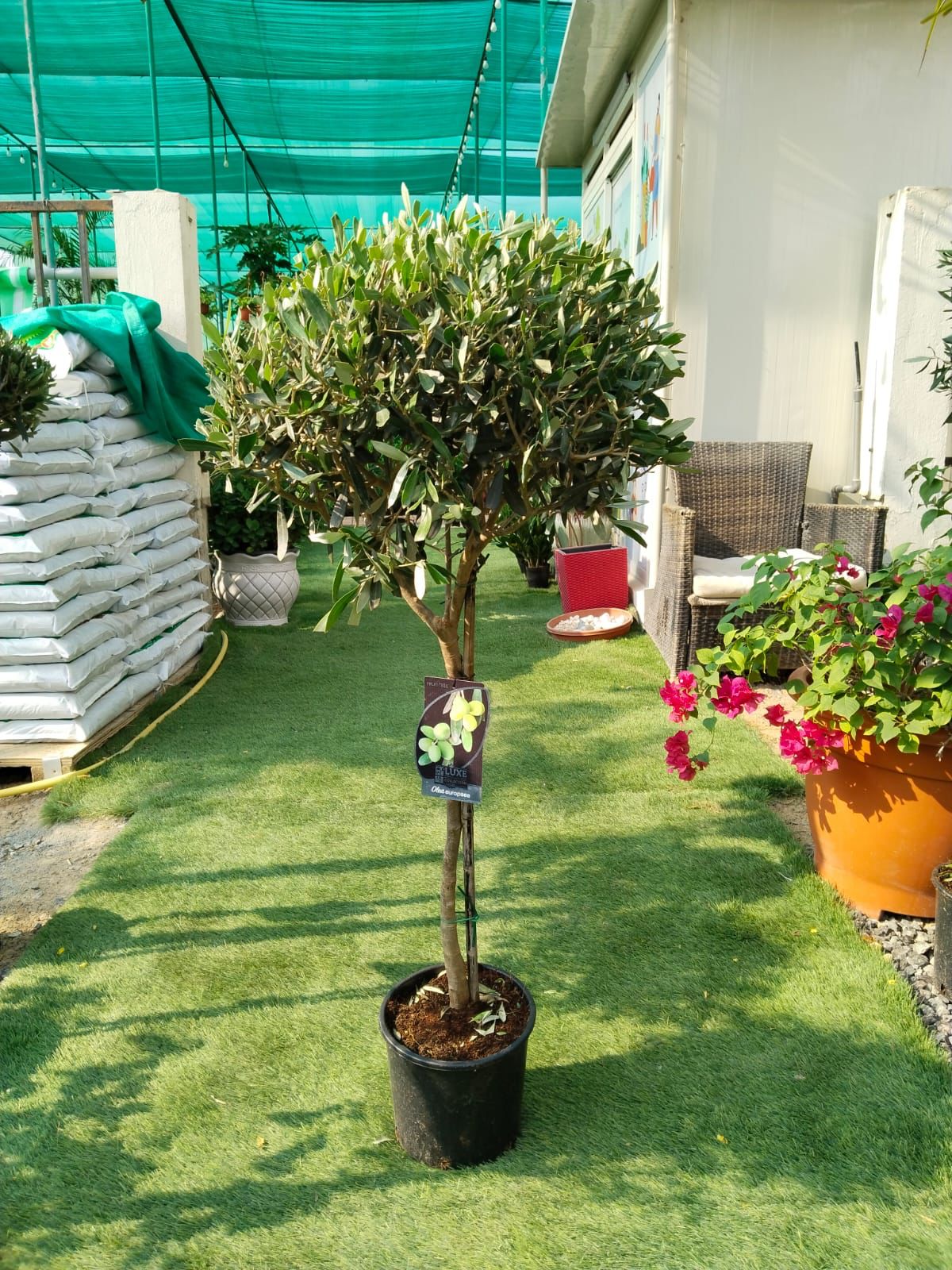 Olive Tree Bushy Premium Promo Plants UAE.