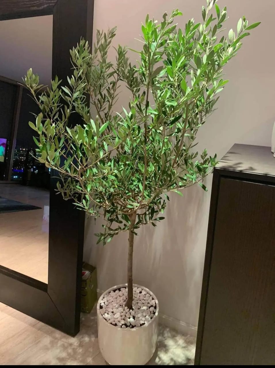 Olive Tree From Spain Plants Dubai. An olive tree in a pot in an indoor setting, with green leaves and a white pot.