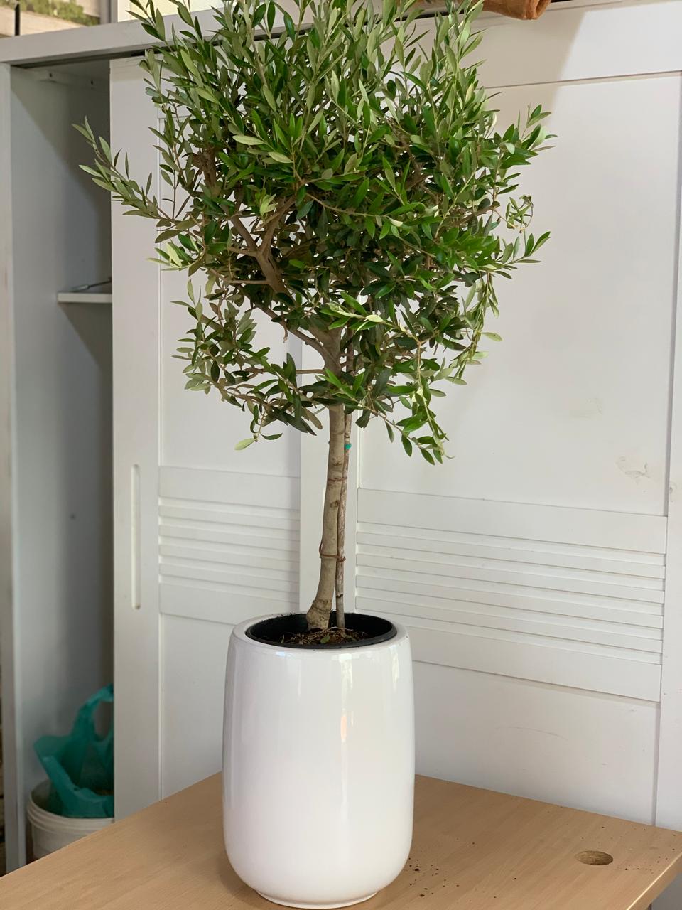 Olive Tree From Spain Plants Dubai. An olive tree with green leaves, planted in a white pot, placed on a wooden surface against a white wall.