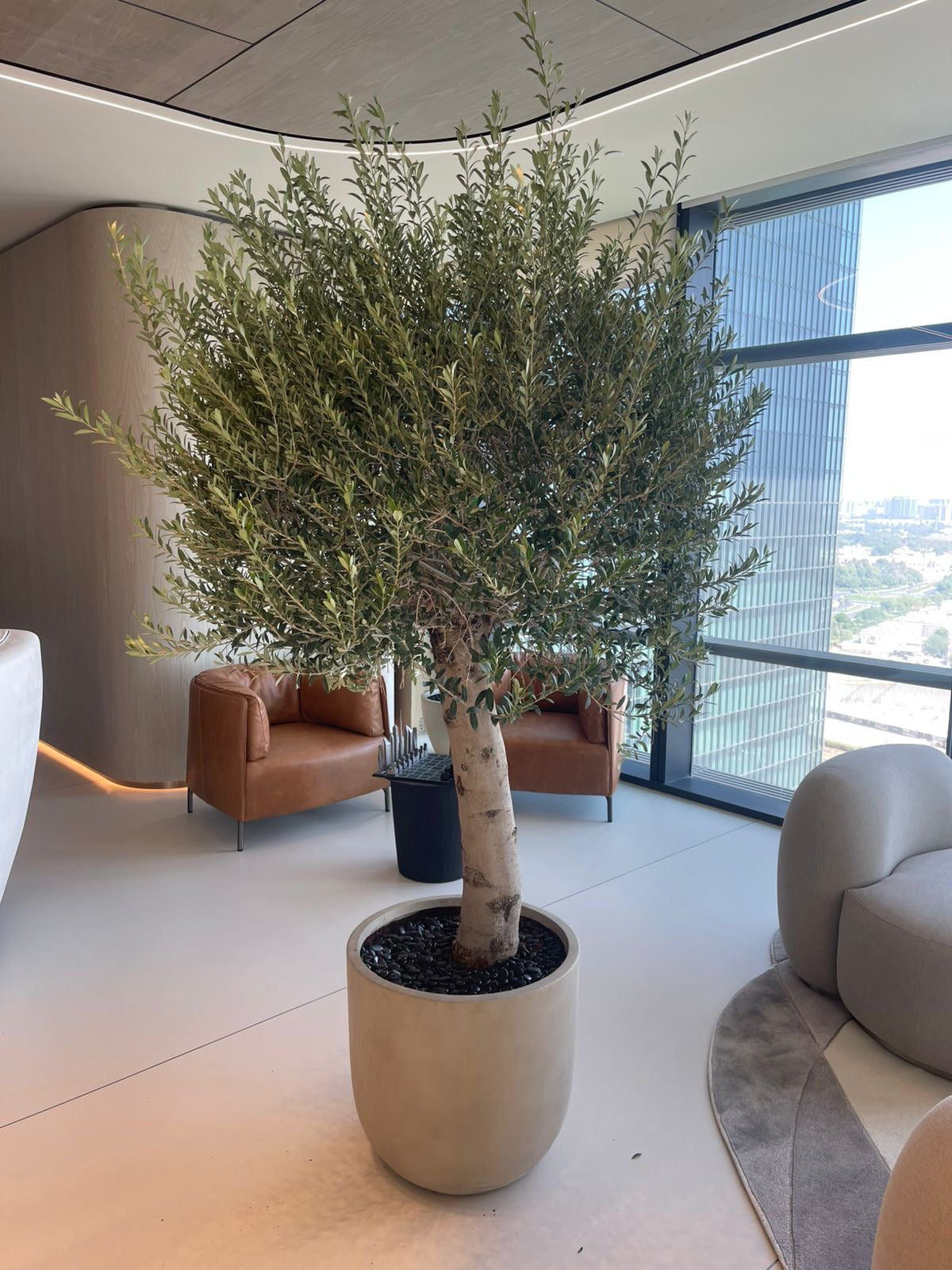 Olive Tree Premium 30 year old in Beige Big Trunk 2.5m Indoor Plants UAE