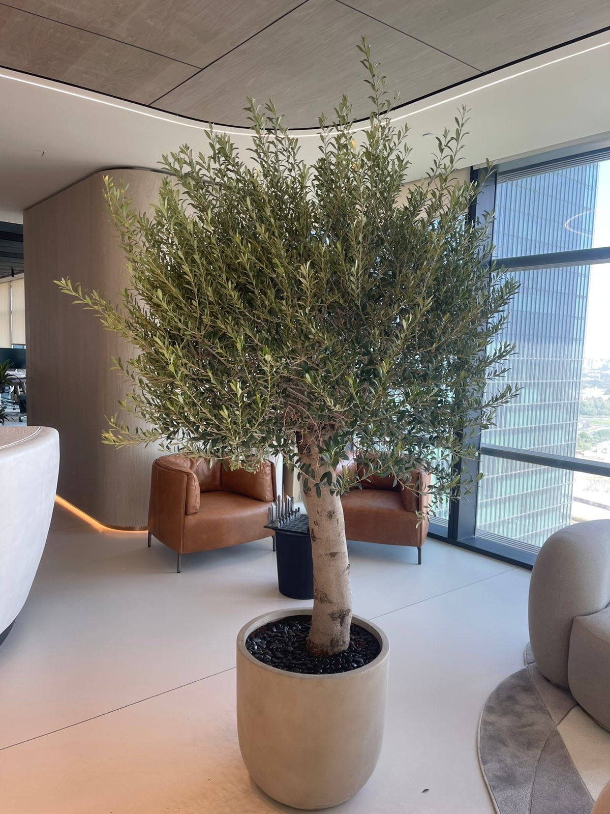 Olive Tree Premium 30 year old in Beige Big Trunk 2.5m Plants UAE