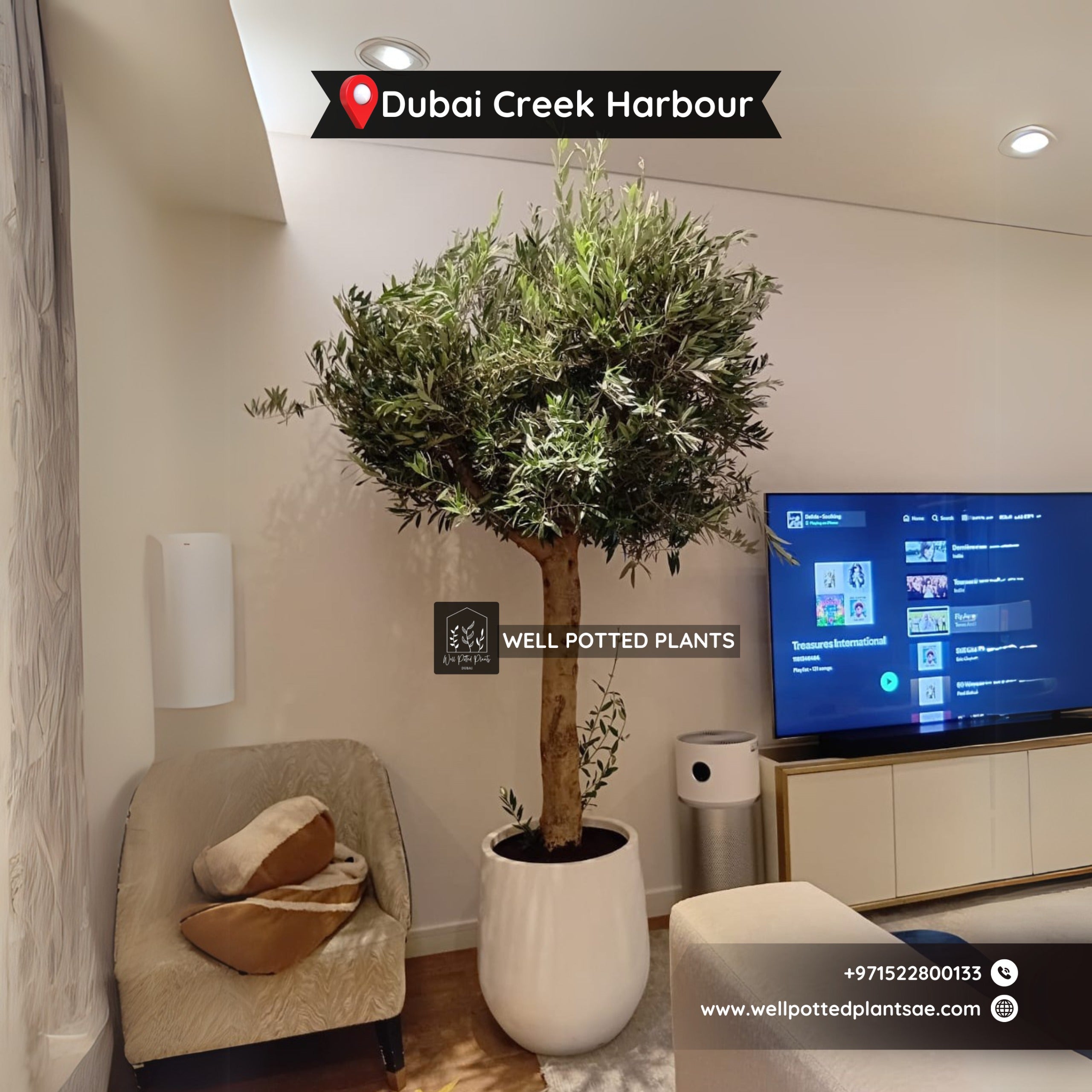 Olive Tree Premium from Spain 30 yr old 2.5m to 3m plants UAE.