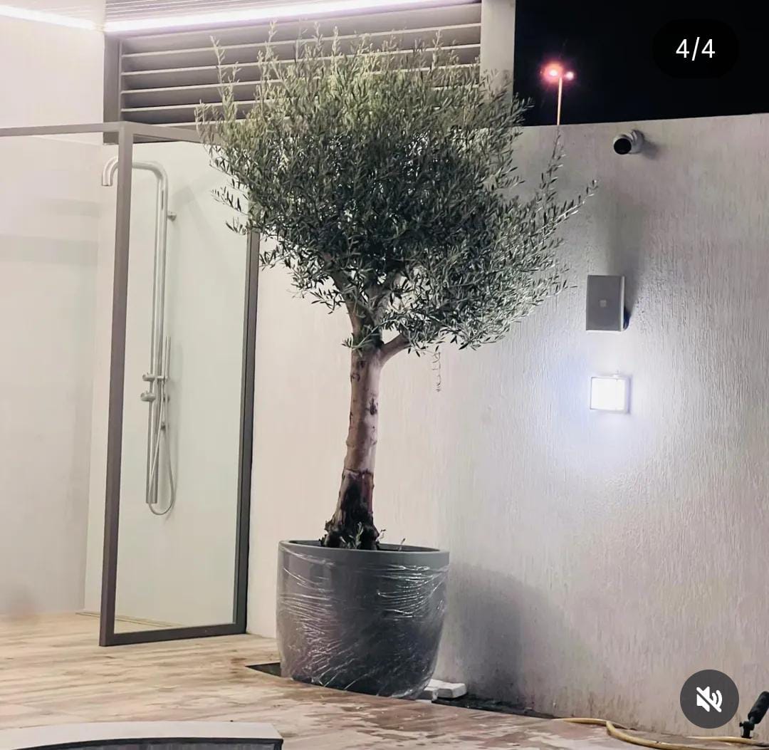 Olive Tree Premium in Fiber Matte. Potted olive tree outside a building with a glass door.