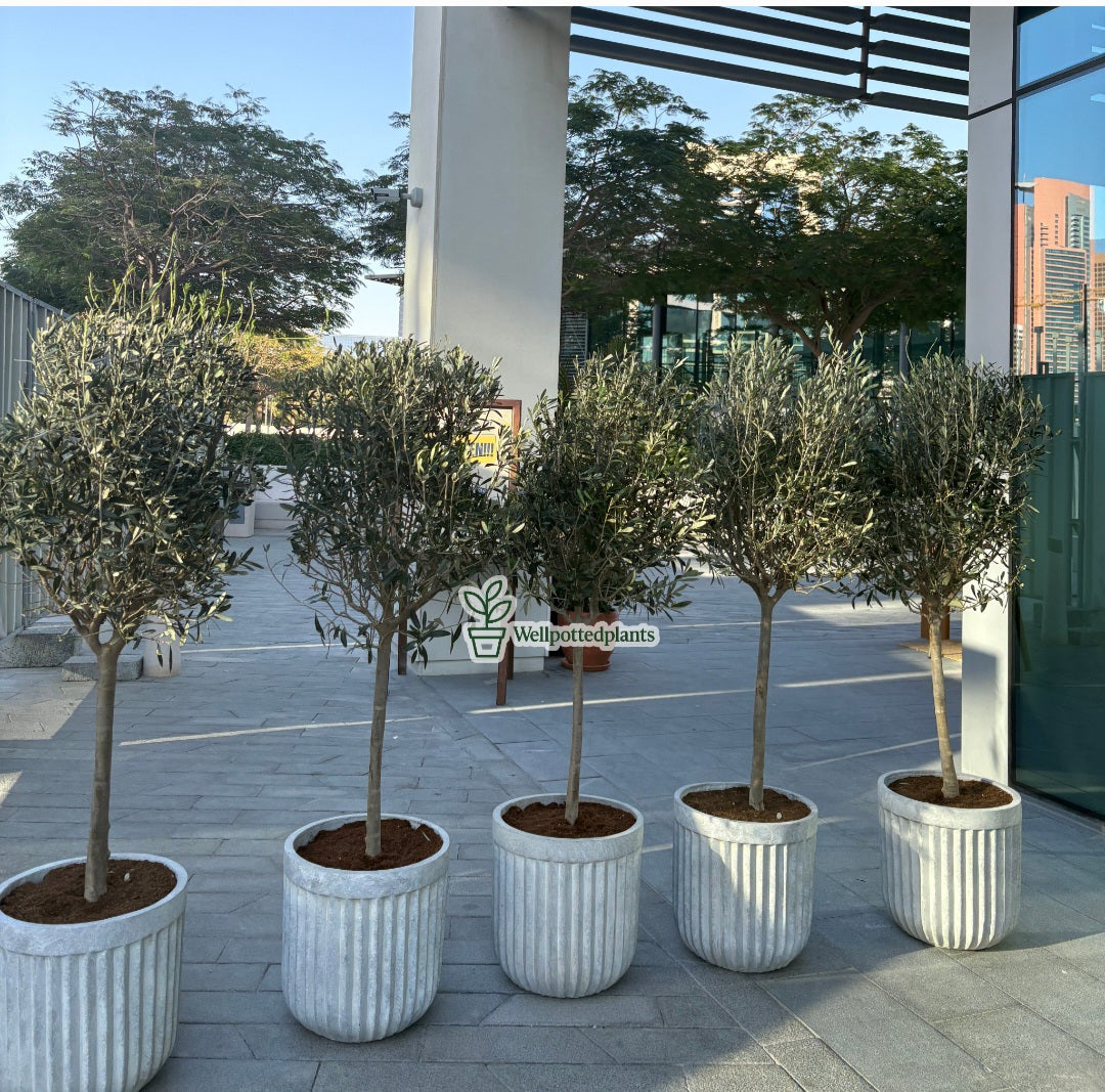 Olive Tree Premium in Rustic Fiber Pot Plants UAE.