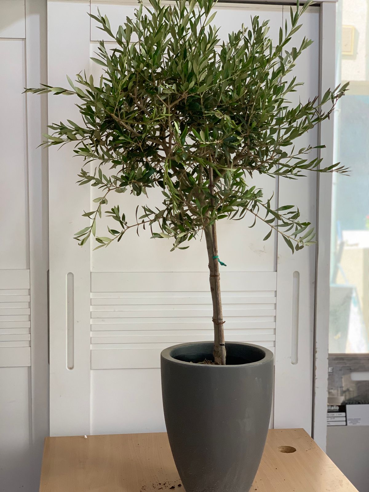 Olive Trees in Dubai 140cm to 150cm Big on PROMO