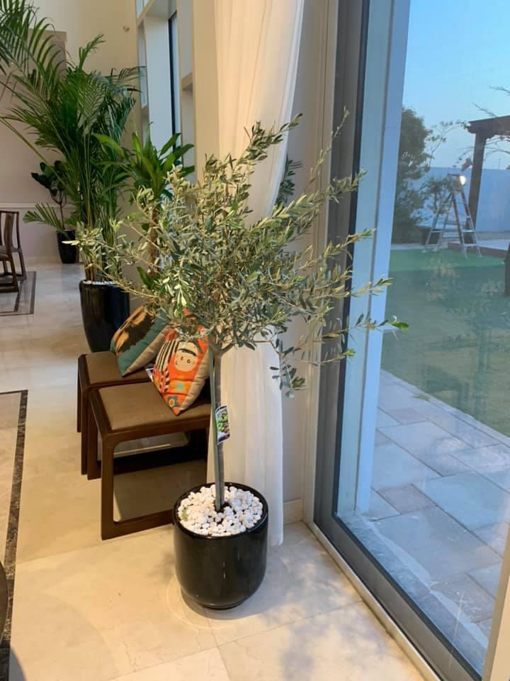 Olive Trees in Dubai 140cm to 150cm Big on PROMO. An olive tree in a black pot placed indoors by a window, with a smaller plant in the background.