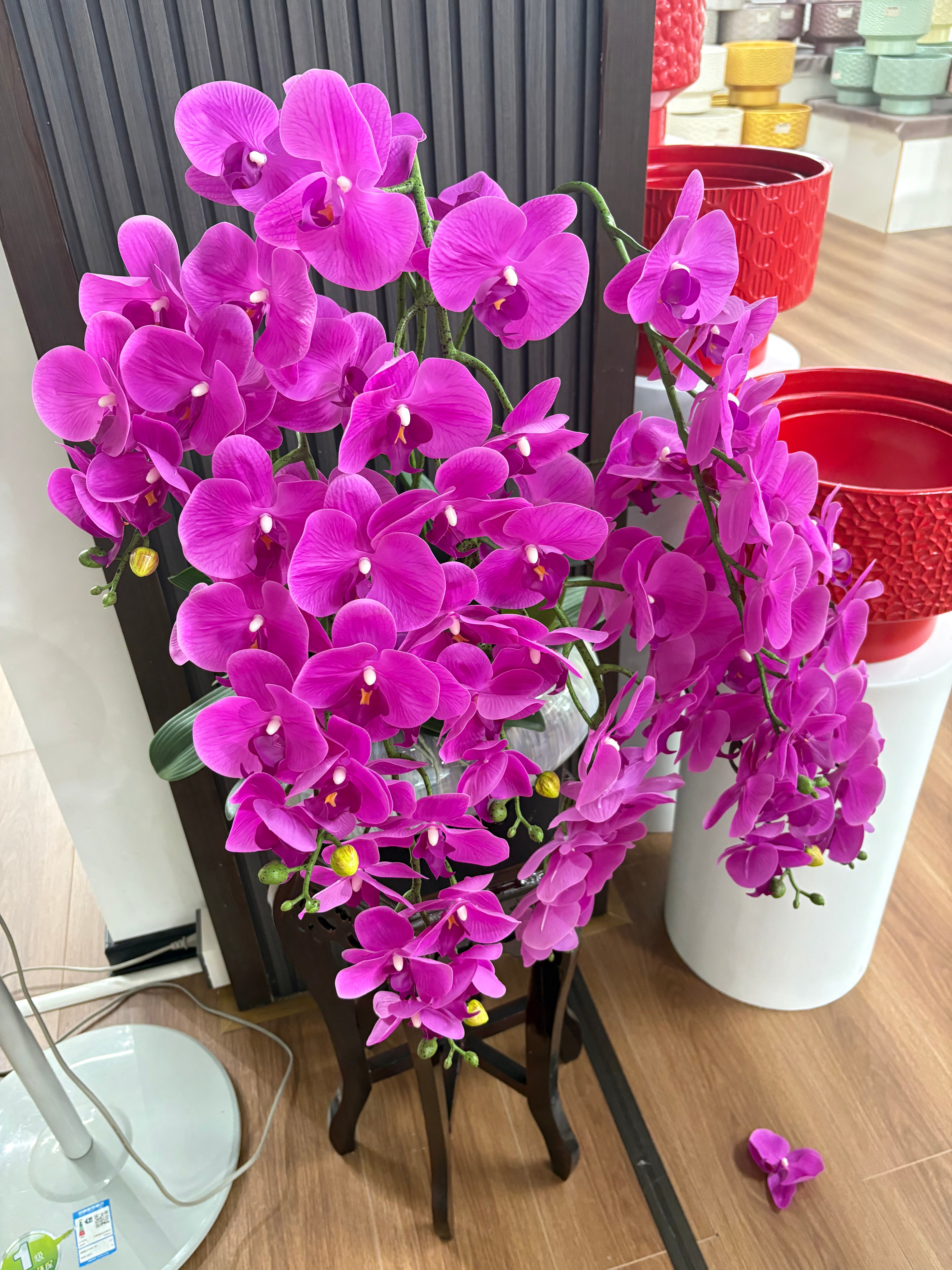 Orchid XLarge Premium Plants Dubai.