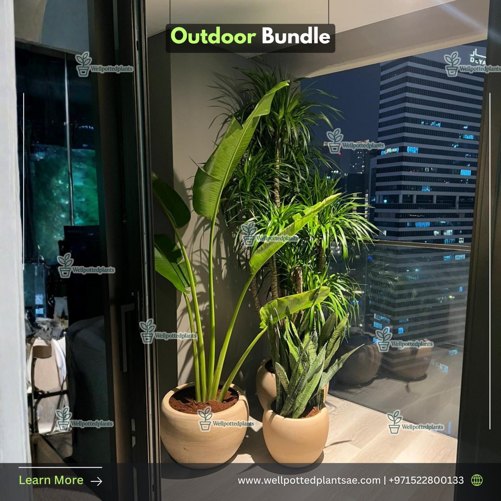 Outdoor Plants Bundle Premium in Beige Plants Dubai.