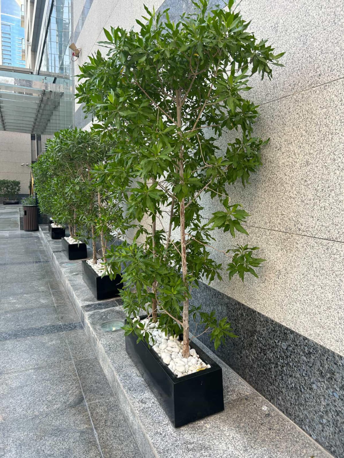 Outdoor Plants for Privacy in UAE