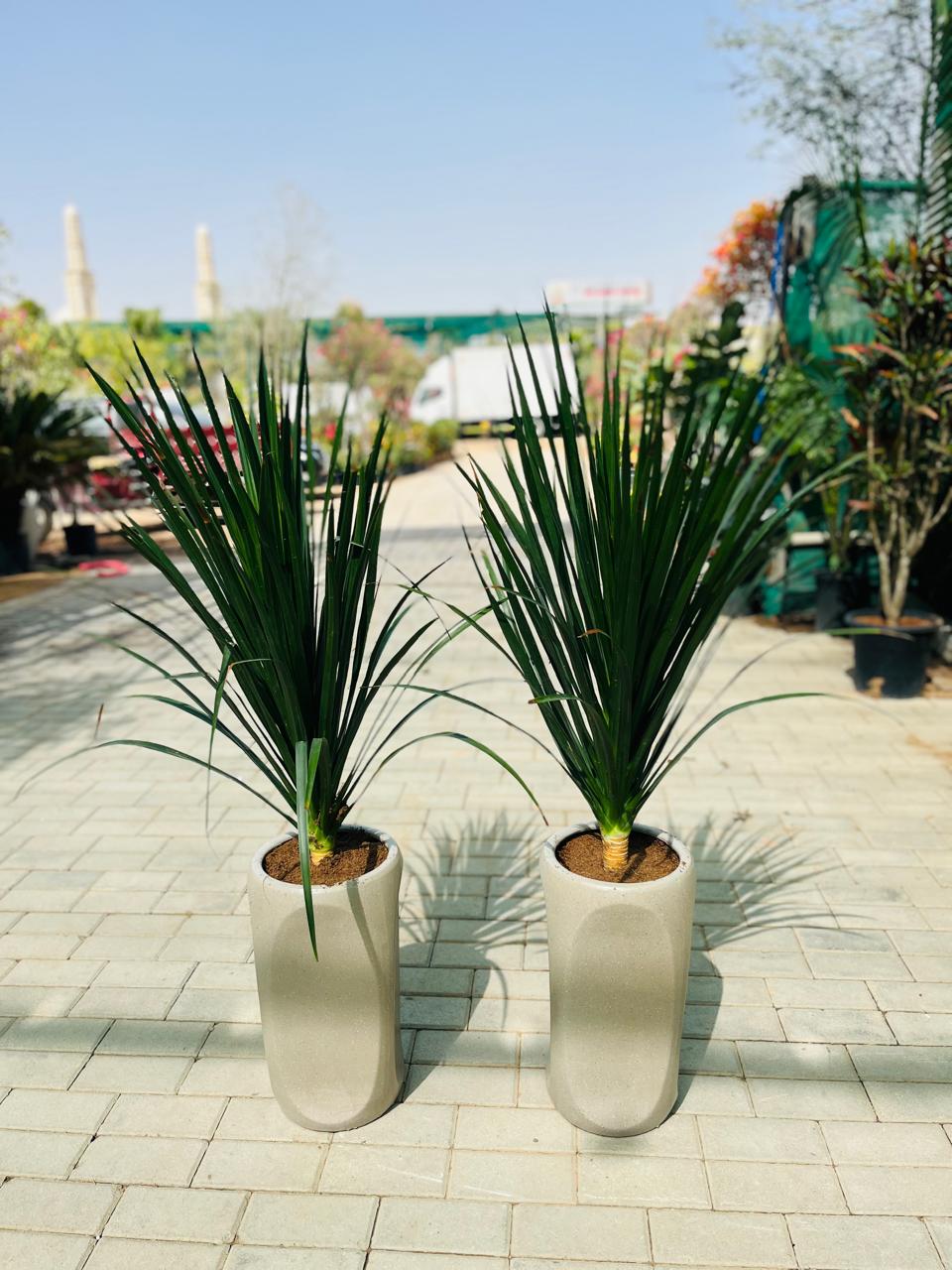 Outdoor & Indoor Plants Bundle Premium Pots UAE. Two large potted plants on a paved area with a blurred background