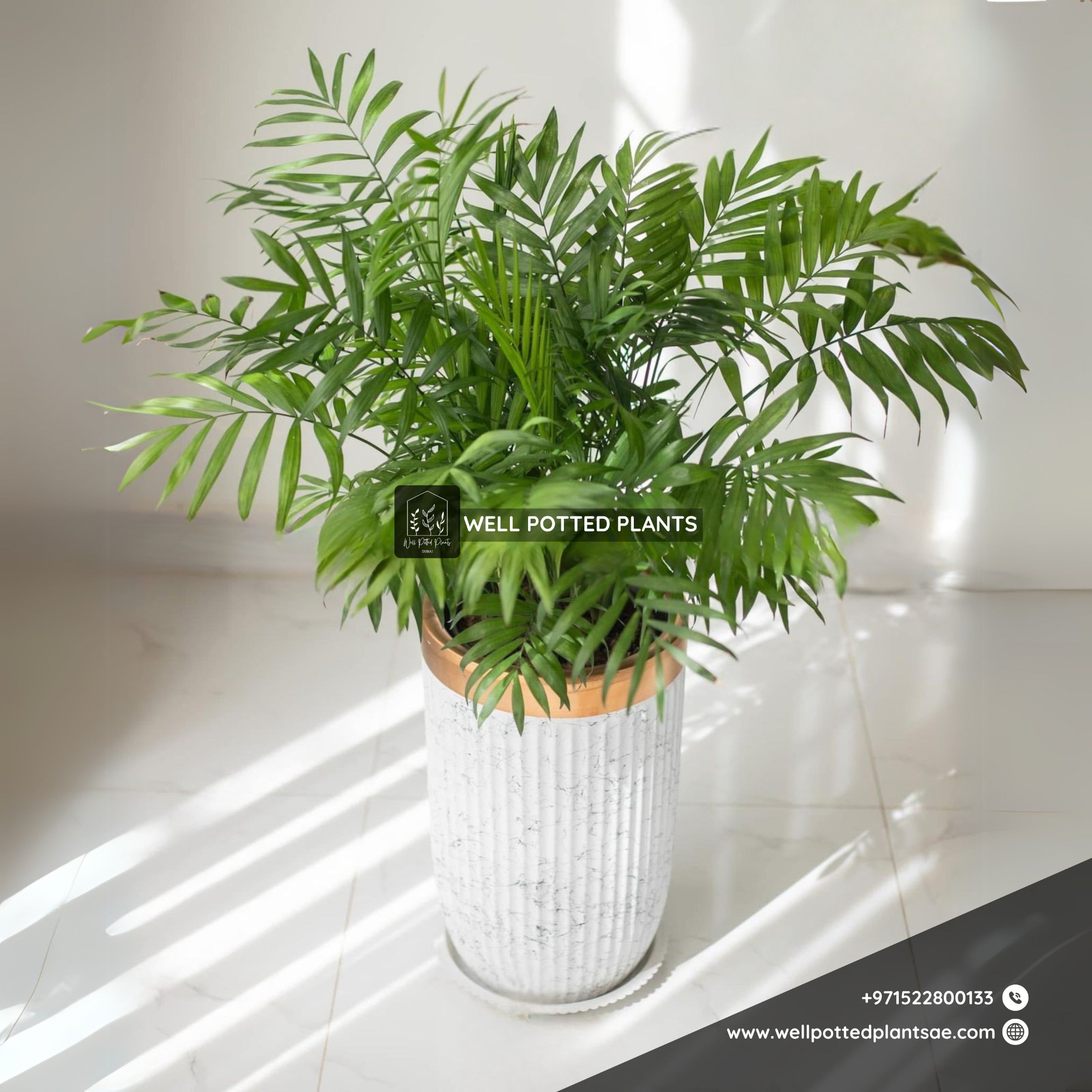 Parlour Palm Indoor Plants UAE.