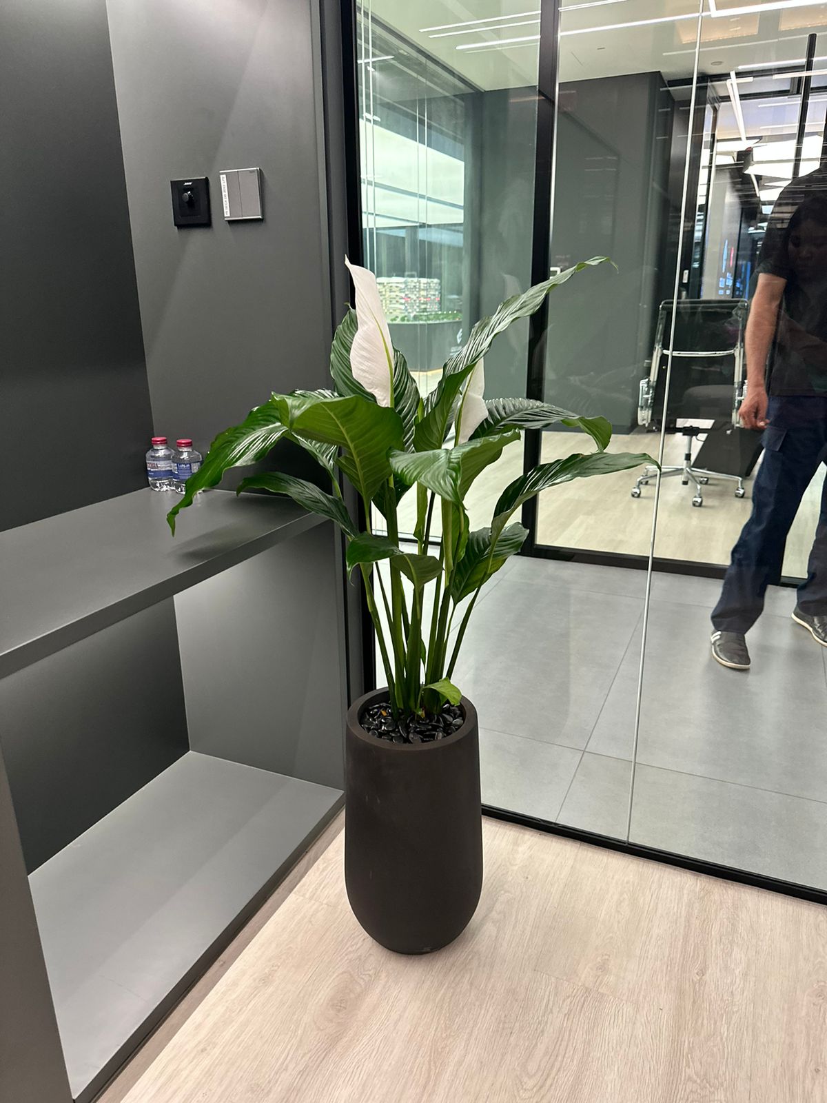 Peace Lily Large in Fiber 130cm Indoor Plants UAE