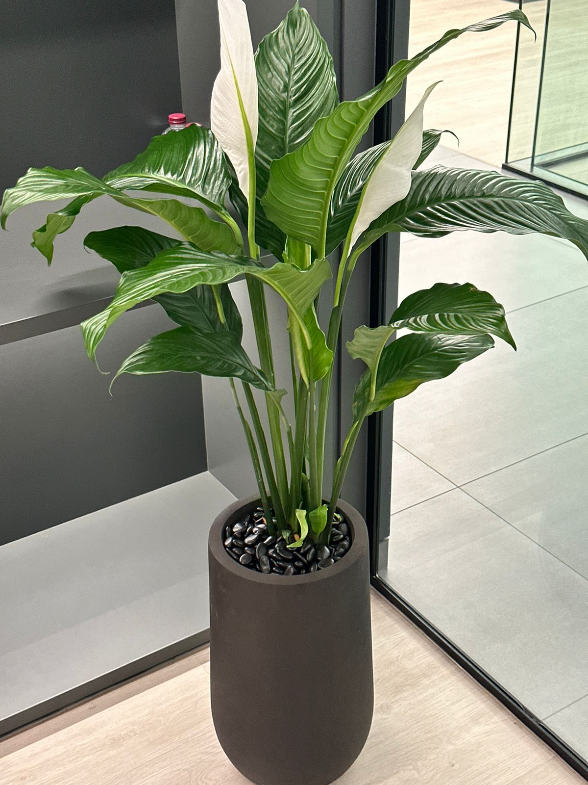 Peace Lily Large in Fiber 130cm Plants UAE.