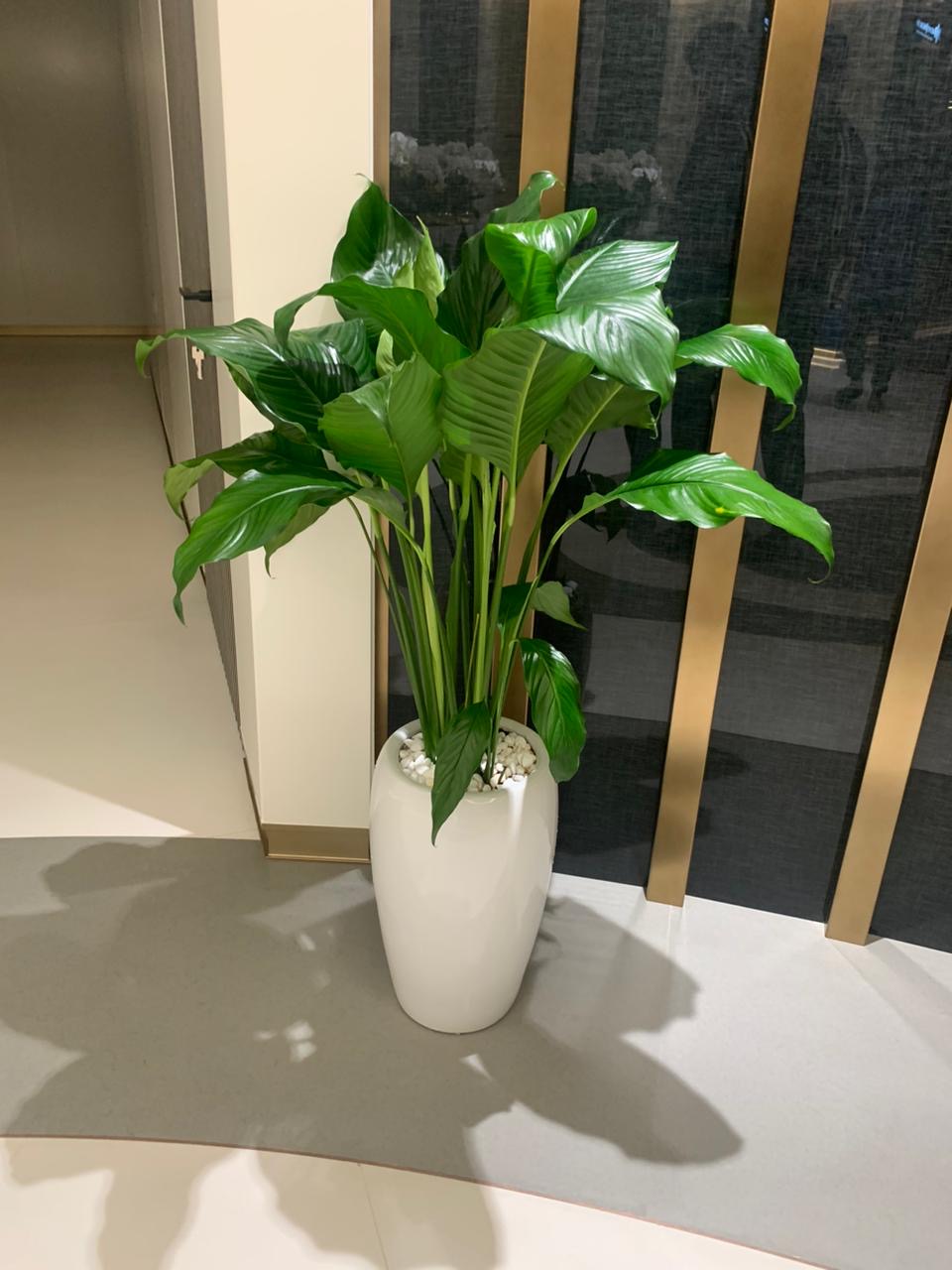 Peace Lily Large in Glossy White Long Pot Plants UAE