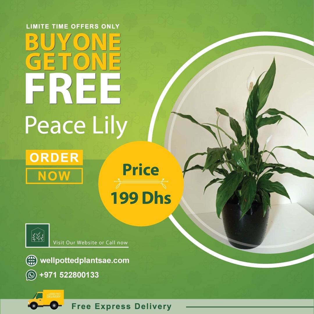 Peace Lily in Plastic Pot PROMO Plants UAE.