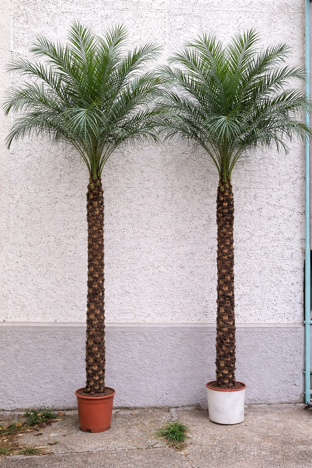 Phoenix Tree Robelini 2.8-3m Plants UAE.