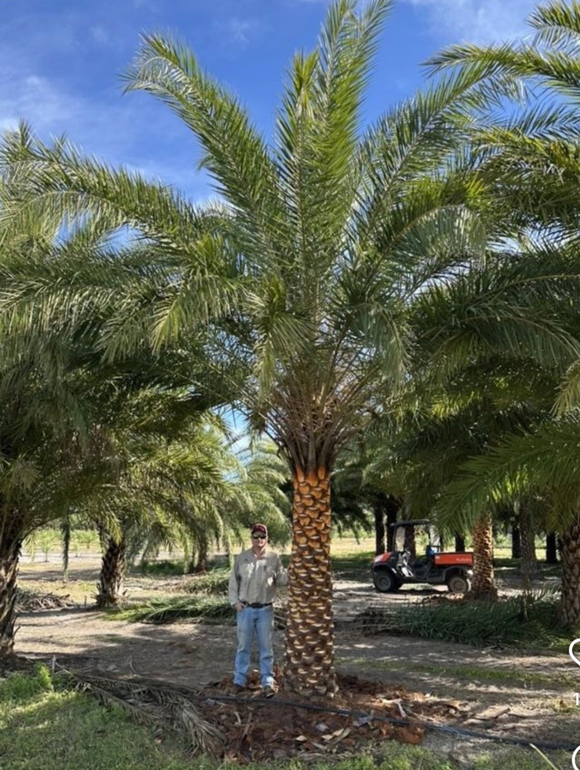 Phoenix Tree Sylvester 3m Plants UAE.