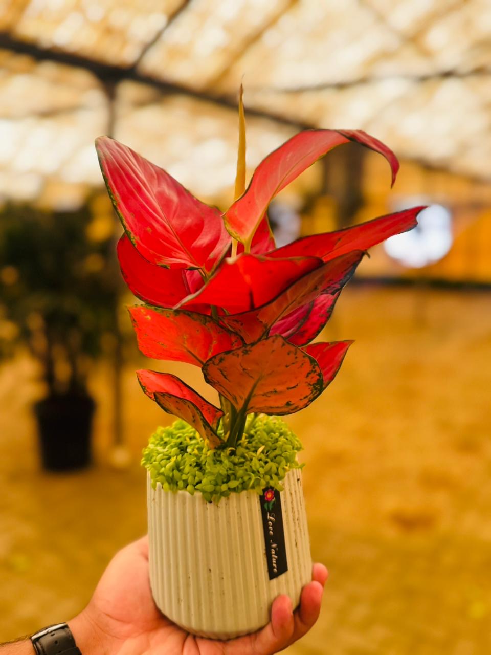 Pink Aglo Premium Promo Indoor Plant Dubai