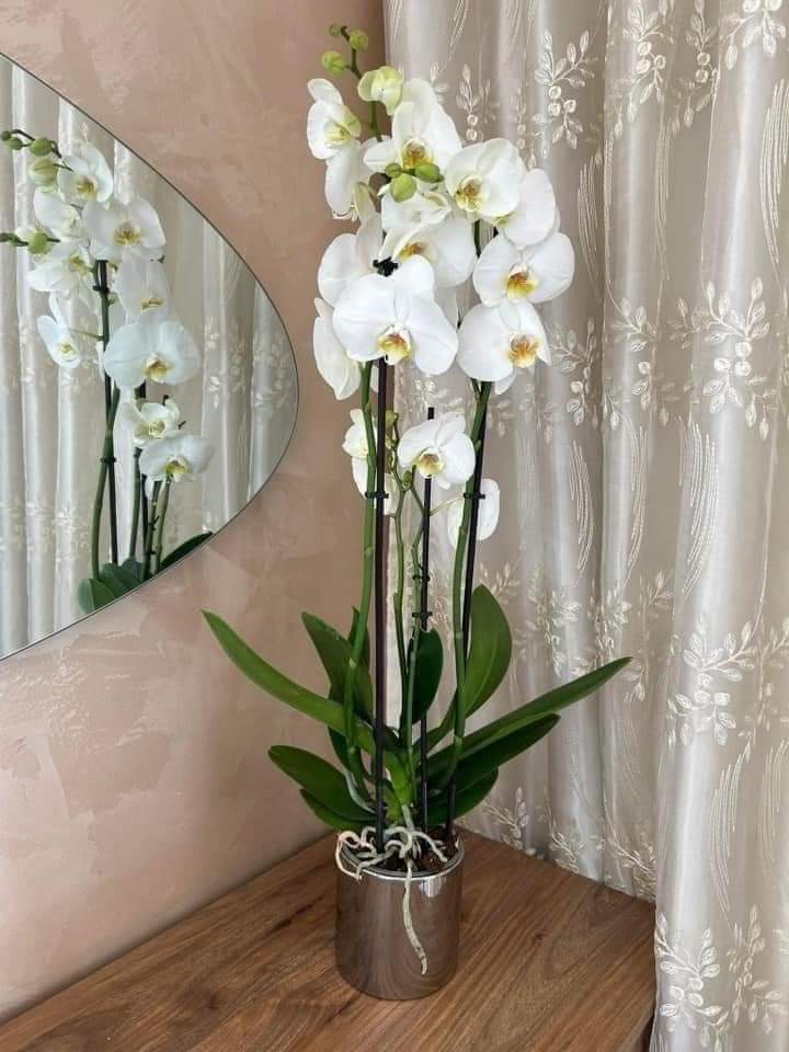 Orchid in Silver. White orchid plant in a pot on a wooden surface with a mirror and curtain in the background.