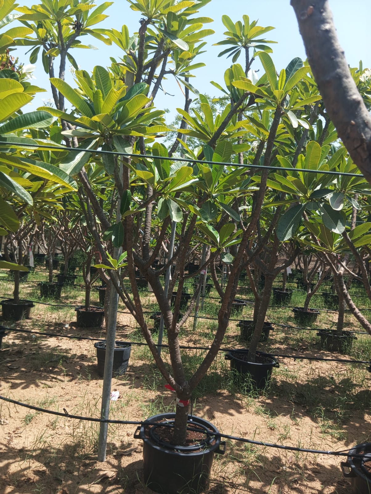 Plumeria Frangipani Multiple Head Large Plants UAE.
